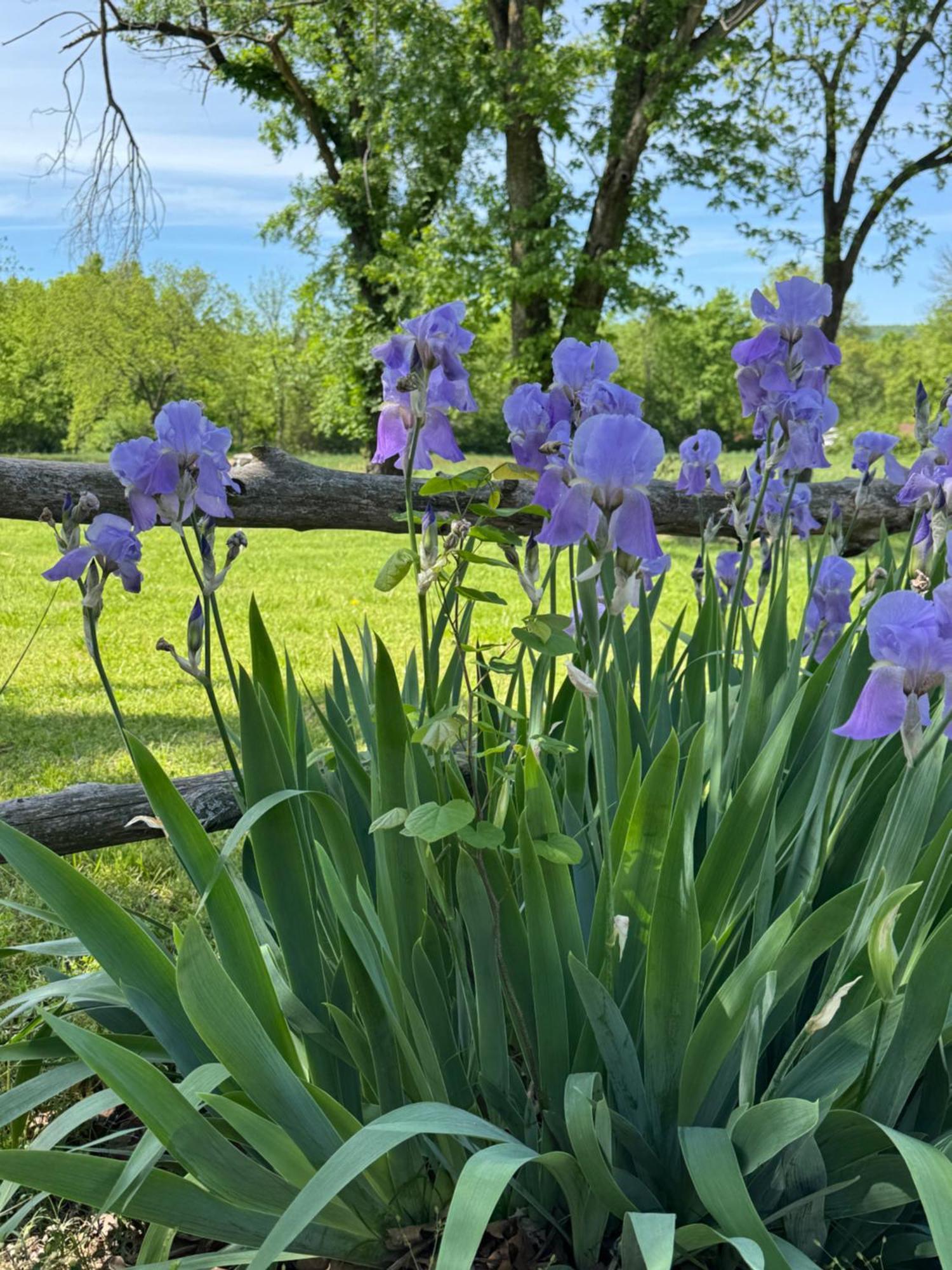 Ozark Country Inn Mountain View Luaran gambar